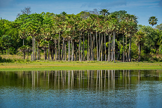 河,风景,棕榈树,里奥内格罗,南方,潘塔纳尔,南马托格罗索州,巴西,南美