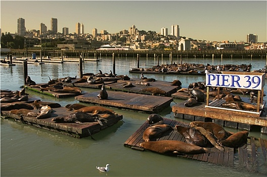 海豹,休息,木质,漂浮,码头,旧金山,美国