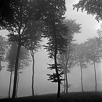 雾状,树林,秋天,靠近,区域,德国,20世纪30年代