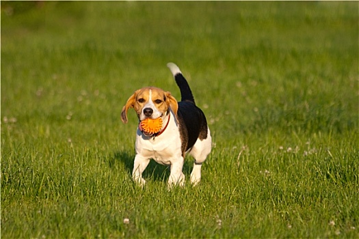 小猎犬,狗