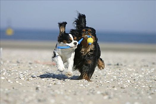 查尔斯王犬,球,海滩