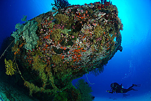 潜水,珊瑚,船尾,日本,残骸