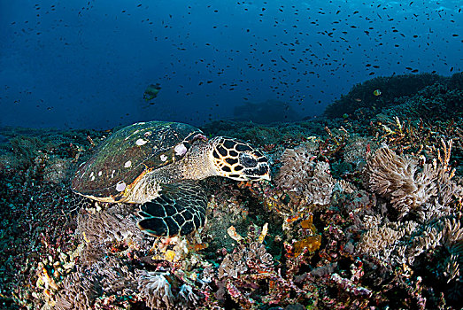 玳瑁,海龟,饲料,上方,珊瑚礁,巴厘岛,印度尼西亚,亚洲