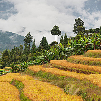 稻米梯田,乡村,普那卡,地区,不丹