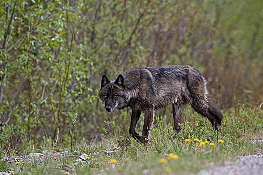 大灰狼,狼,西部,艾伯塔省,加拿大