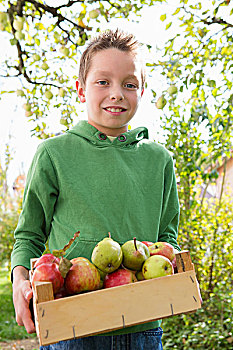 男孩,头像,板条箱,苹果,果园