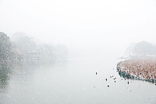杭州西湖,雪景,下雪,冬季,西湖