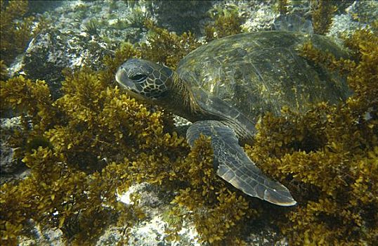 太平洋,绿海龟,龟类,海草,费尔南迪纳岛,加拉帕戈斯群岛