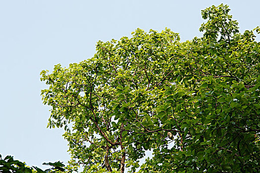 仰视,树林,国家公园,北阿坎德邦,印度
