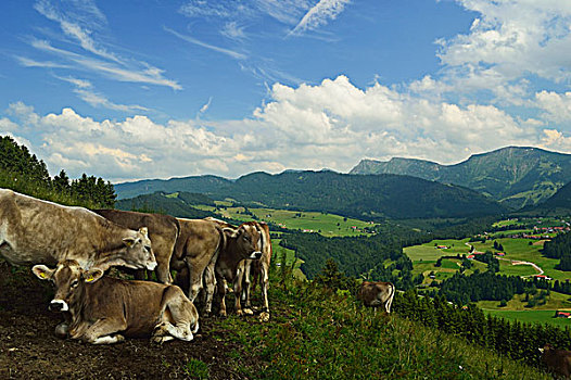 母牛,山坡,阿尔卑斯山,靠近,巴伐利亚,德国