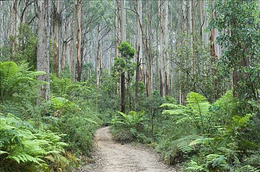 道路,雨林,亚拉山国家公园,维多利亚,澳大利亚