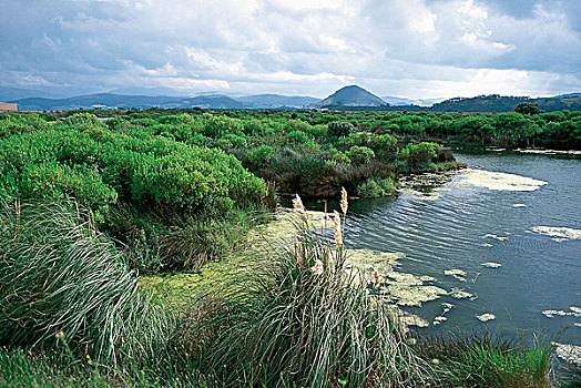 湿地,俯视,风景,坎塔布里亚,西班牙