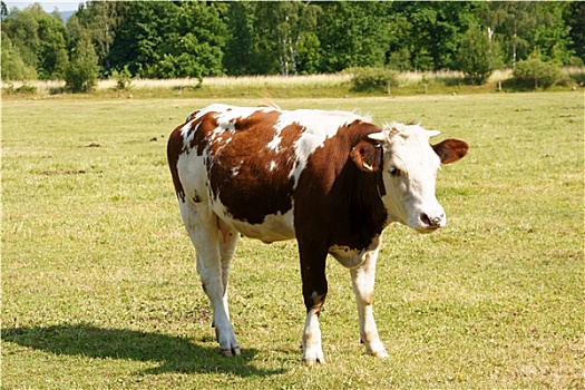 褐色,白色,母牛