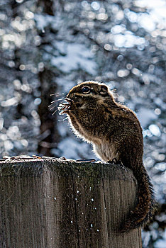 四川大邑县西岭雪山密林中忙碌的小松鼠