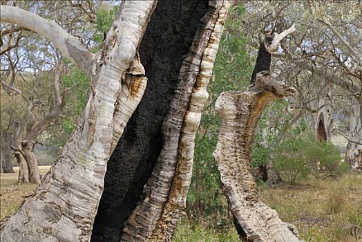 特写,桉树,河谷,靠近,梅尔罗斯,澳洲南部