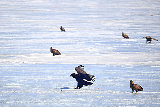 吉林省敬信湿地迁徙中黑色的秃鹫