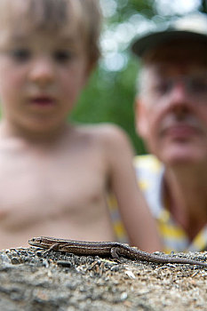 蜥蜴,树桩,男孩,背景