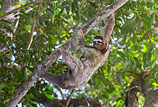 三趾树獭,褐喉树懒,攀登,国家级保护区,柠檬,哥斯达黎加,中美洲