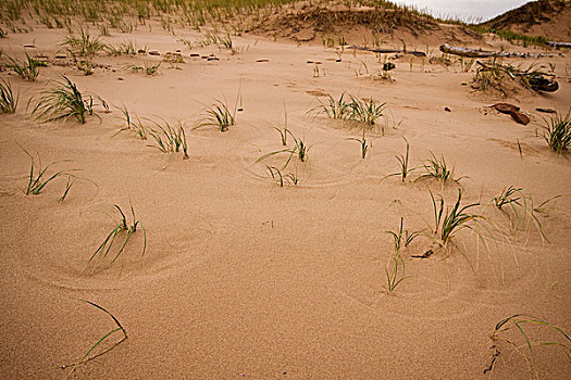 风,草,创作,沙子,爱德华王子岛,国家公园,北岸,加拿大