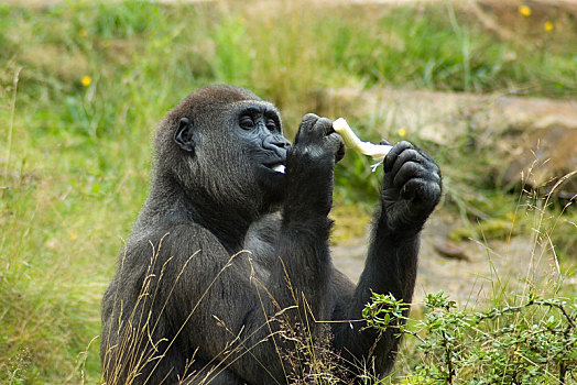 大猩猩,享受,食物
