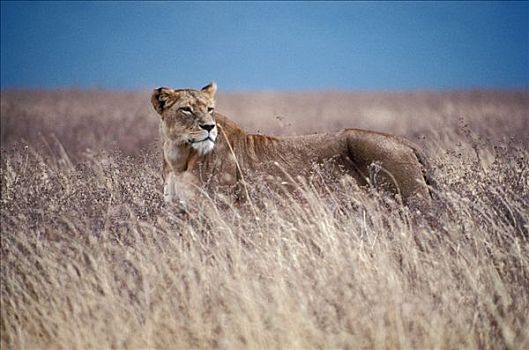 非洲狮,狮子,站立,高草,塞伦盖蒂国家公园,坦桑尼亚