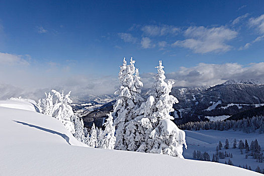 积雪,云杉,高山,施蒂里亚,奥地利,欧洲
