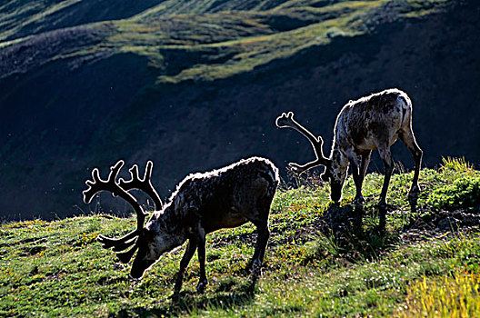 美国,阿拉斯加,德纳里峰国家公园,靠近,中心,北美驯鹿,逆光