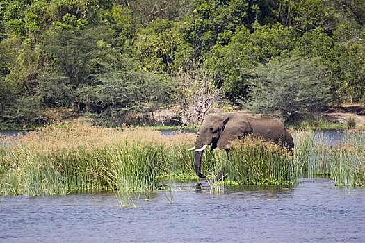 大象,乌干达,非洲