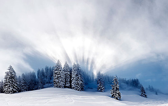 积雪,冬日树林,逆光,地区,巴伐利亚,德国,欧洲