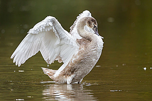 幼兽,疣鼻天鹅,站在水中,振翅,翼,北方,黑森州,德国,欧洲