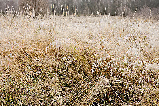霜,草,桑德贝,安大略省,加拿大