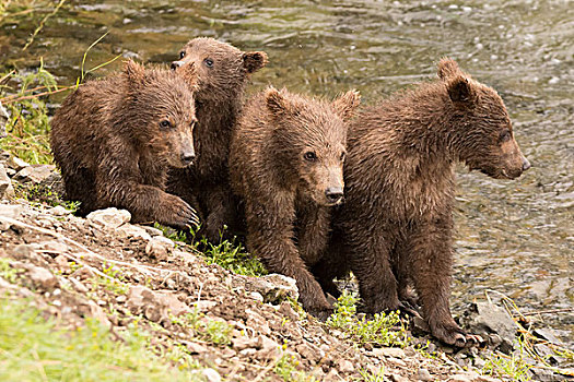 四个,棕熊,幼兽,旁侧,布鲁克斯河