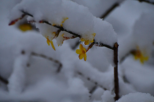 春雪润万物