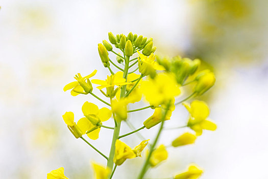 春天,油菜花