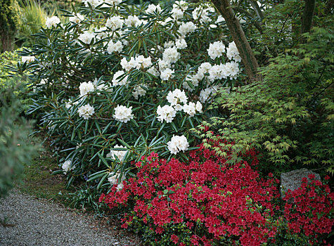 杜鹃花属植物,杜鹃花