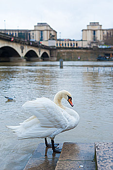 法国巴黎塞纳河边的白天鹅