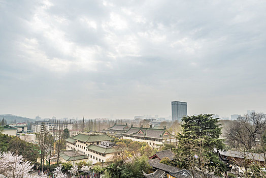 樱花,盛开,南京,明长城,鸡鸣寺