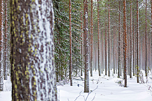 特写,树干,雪,木头,拉普兰,区域,芬兰,欧洲
