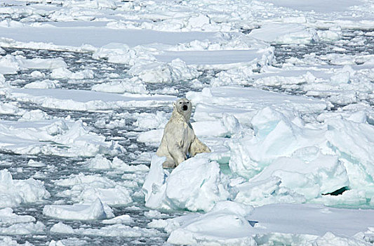 北极熊,站立,冰,斯瓦尔巴群岛,挪威