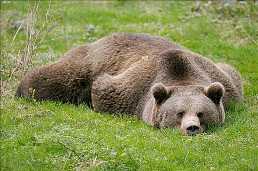 棕熊,卧,草