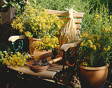 花,罐,花园椅