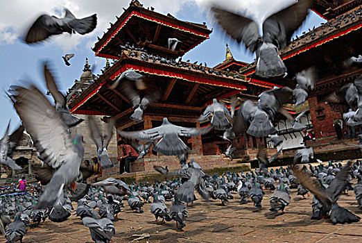 鸽子,谒见室,加德满都,尼泊尔,亚洲