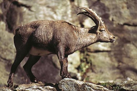 阿尔卑斯野山羊,羱羊,哺乳动物,欧洲,动物