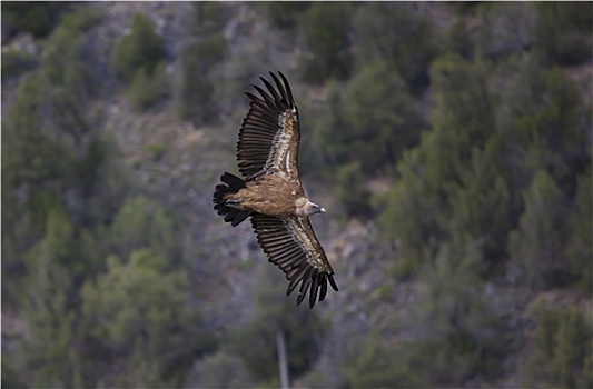 秃鹰,塞戈维亚,西班牙