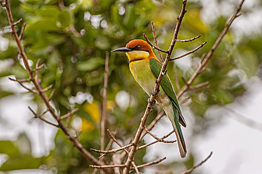 食蜂鸟,国家公园,斯里兰卡