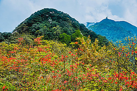 雾色山景