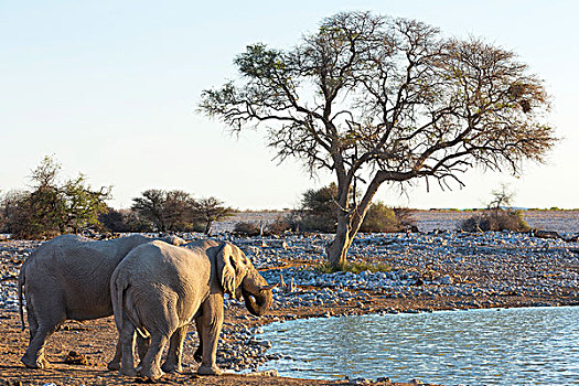 大象,水潭,埃托沙国家公园,纳米比亚