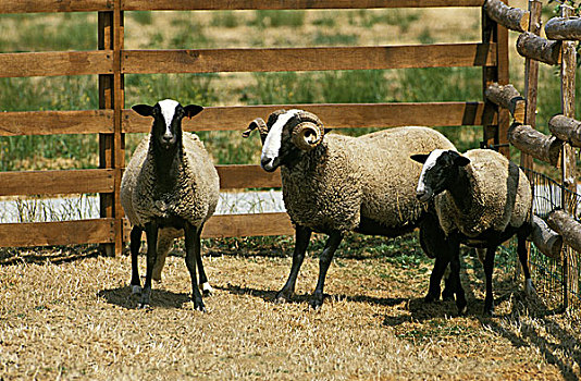 家羊,法国人,公羊