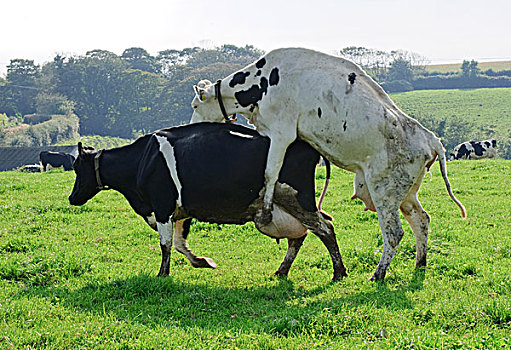 生活,牛,黑白花牛,弗里斯兰奶牛,母牛,行为,标识,热,母羊,康沃尔,英格兰,英国,欧洲