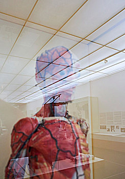 解剖模型,卫生,博物馆,德累斯顿